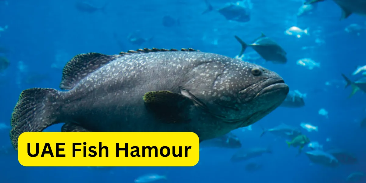 uae fish hamour