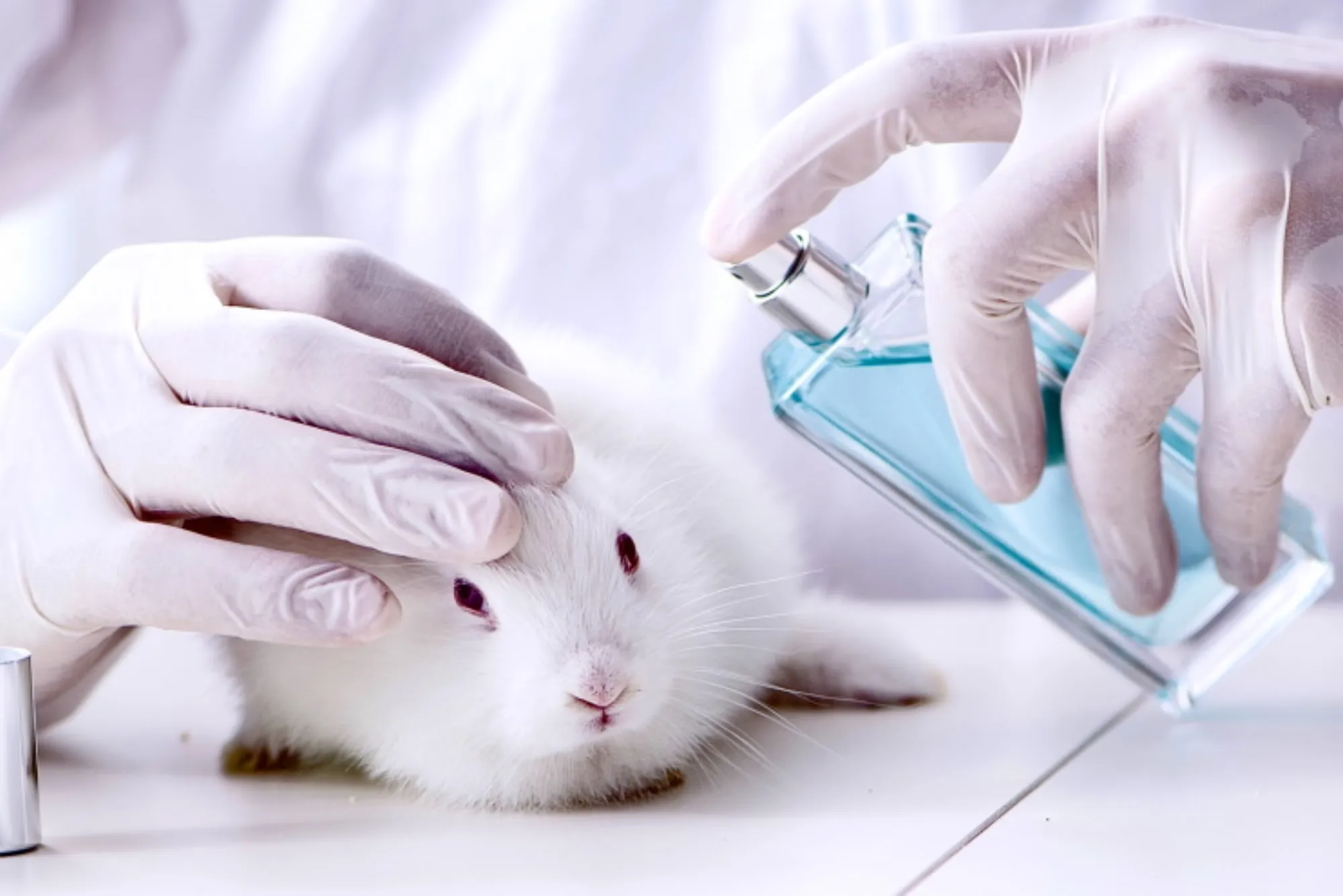 What Beauty Products Are Tested on Animals
