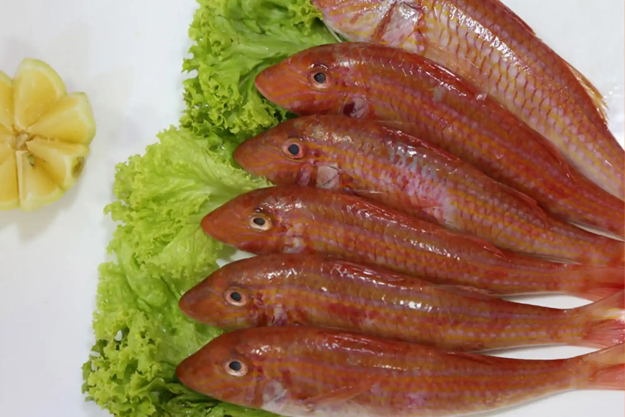 Everything You Need to Know About Sultan Fish Dubai
